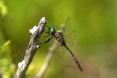 Somatochlora walshii