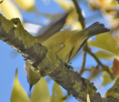 Leiothlypis ruficapilla