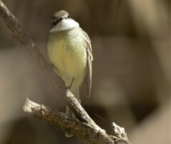 Mecocerculus leucophrys