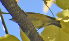 Leiothlypis ruficapilla