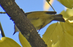 Leiothlypis ruficapilla