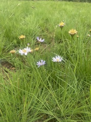 Afroaster serrulatus