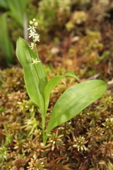 Maianthemum trifolium