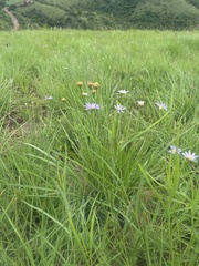 Afroaster serrulatus