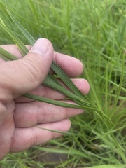 Afroaster serrulatus