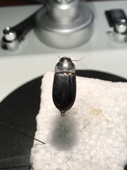 Harpalus caliginosus