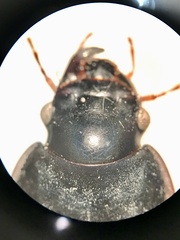 Harpalus caliginosus