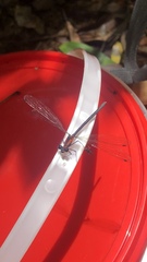 Austroargiolestes chrysoides