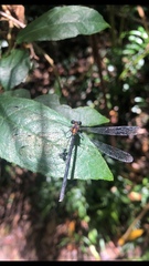 Austroargiolestes chrysoides