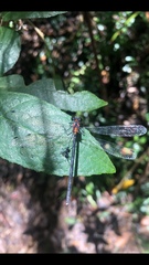 Austroargiolestes chrysoides