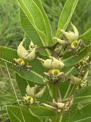 Pachycarpus appendiculatus