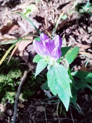 Gentiana clausa