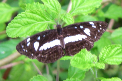 Neptis brebissonii
