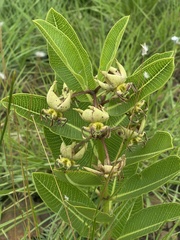 Pachycarpus appendiculatus