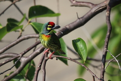 Coppersmith Barbet photo 2