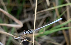 Agriocnemis argentea