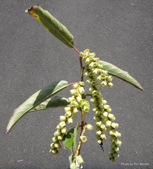 Stachyurus