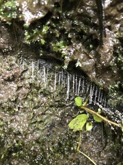 Arachnocampa luminosa