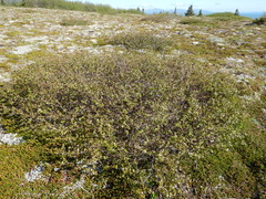 Betula nana