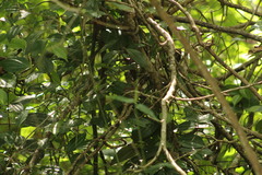 Uropsila leucogastra