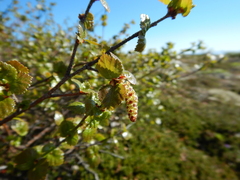 Betula nana