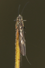 Capniidae
