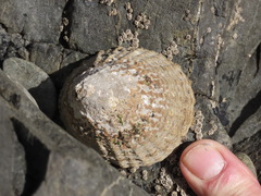 Cellana denticulata