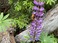 Bombus dahlbomii