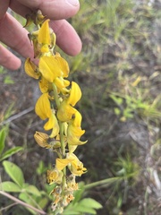 Crotalaria pallida