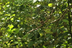 Uropsila leucogastra