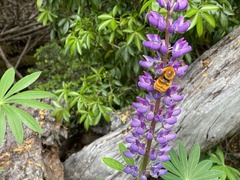 Bombus dahlbomii