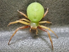 Diaea