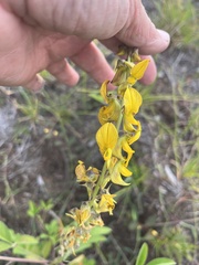 Crotalaria pallida