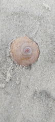 Neverita duplicata