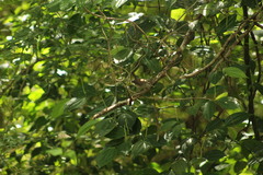 Uropsila leucogastra