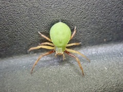 Diaea