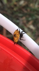 Gasteracantha quadrispinosa