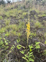 Crotalaria pallida