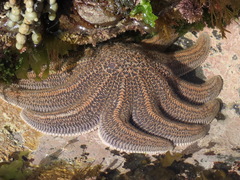 Stichaster australis