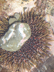 Evechinus chloroticus