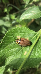 Ellipsidion reticulatum