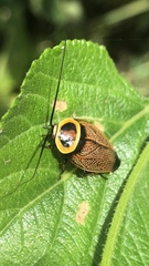 Ellipsidion reticulatum