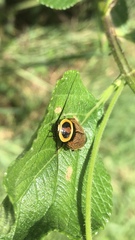Ellipsidion reticulatum