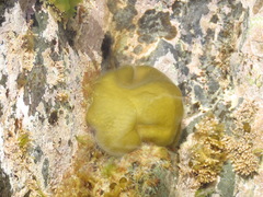 Colpomenia