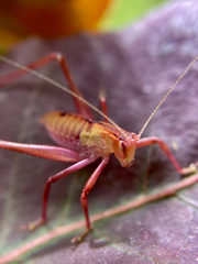 Nisitrus