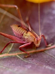 Nisitrus