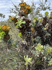 Hakea victoria