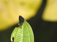 Lycaenidae