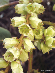 Stachyurus
