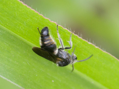 Hoplomutilla